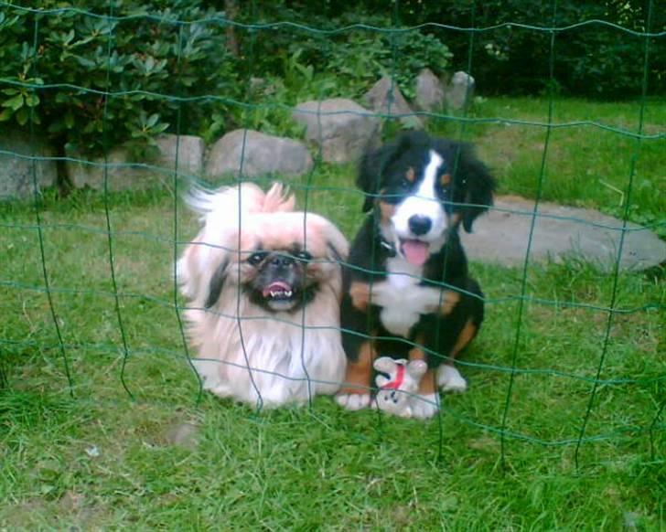 Pekingeser Gismo - Hey mor, hvorfor skal JEG bag tremmer...er det ik kun bitte fis der skal det... billede 17