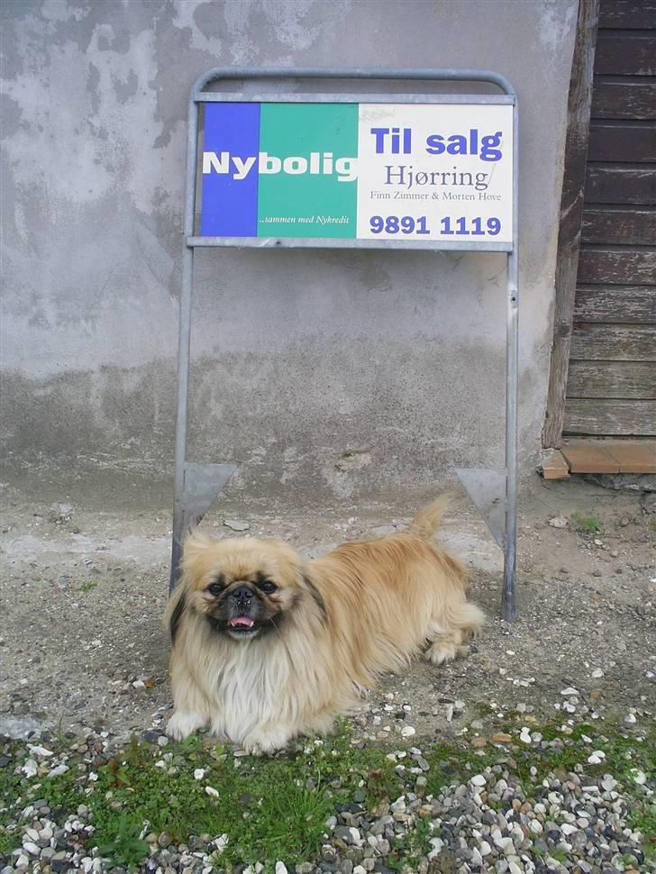 Pekingeser Gismo - Det skal siges at vi er kommet til enighed og Gismo har underrettet mægler om at han alligevel ikke er til salg. billede 18