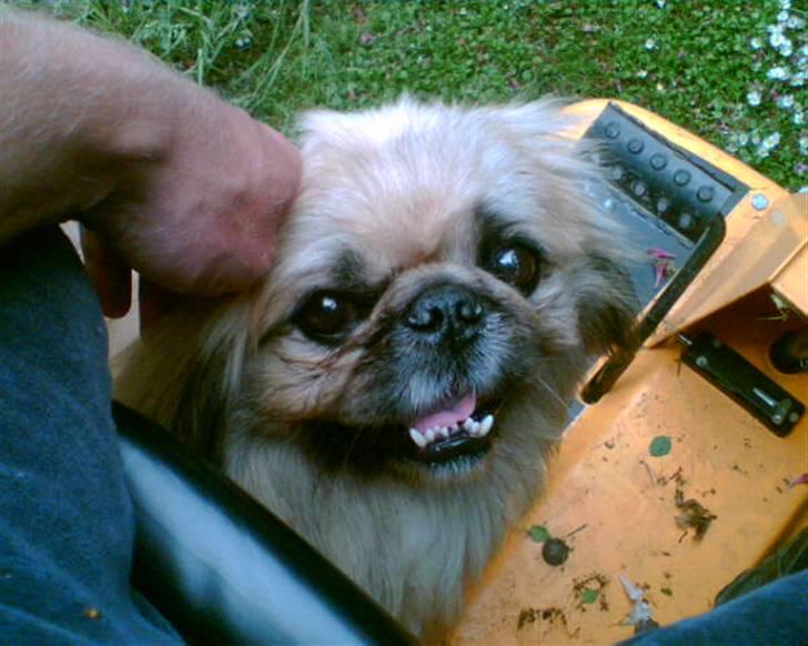 Pekingeser Gismo - Så så man lige mig...det er mig der styre havetraktoren...skal jo gøre lidt for lommepengene..! billede 19
