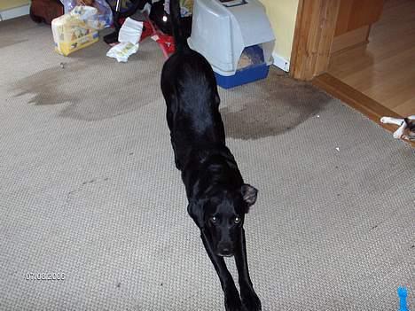 Labrador retriever plet billede 4