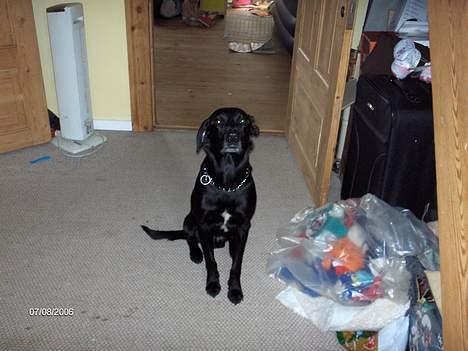 Labrador retriever plet billede 5