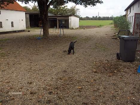 Labrador retriever plet billede 6