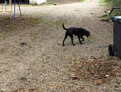 Labrador retriever plet billede 7