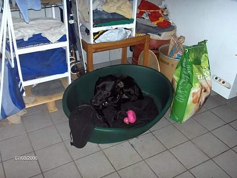 Labrador retriever plet billede 8