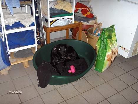 Labrador retriever plet billede 9