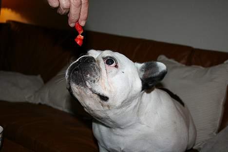 Fransk bulldog Bullmarks Selma de Struve - Dejligt med en rød pølse billede 8