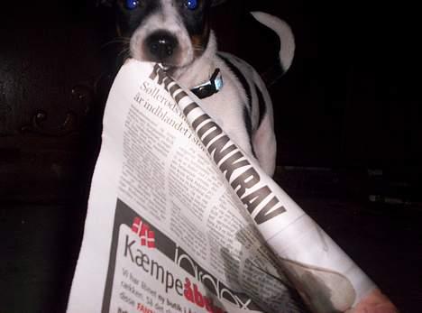 Dansk svensk gaardhund Joe,også kaldet "Å" - Joe slæber rundt på alt. billede 9