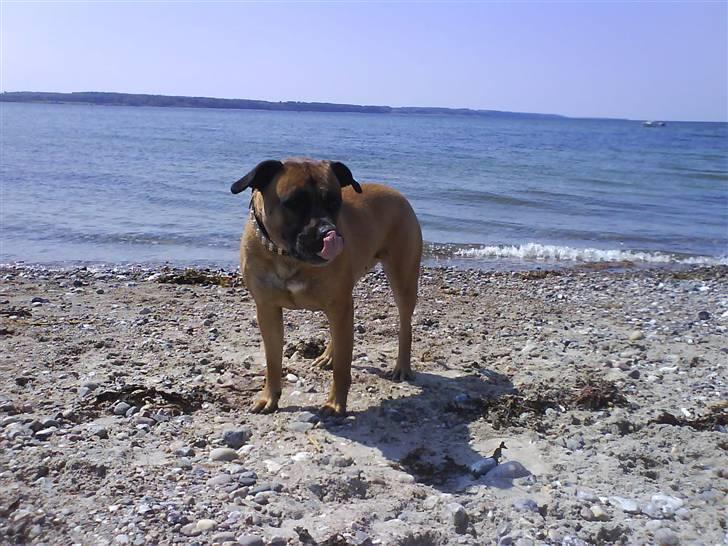 Blanding af racer Tøsen - tøsen billede 18