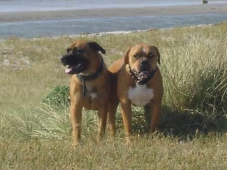 Blanding af racer Tøsen - Mine 2 hunde (Tøsen og Slaske) billede 19