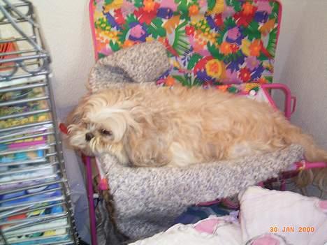 Shih tzu Fjante (død) - Hehe her ligger man da meget godt :-) billede 8