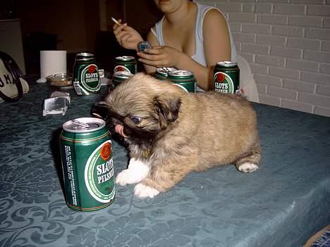 Pekingeser Olsen - Min første tår øl....... billede 11