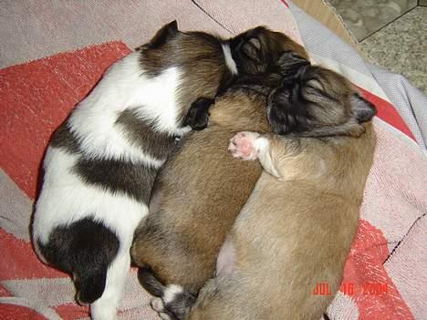 Pekingeser Olsen - Her sover jeg mine to brødre - det er mig i midten billede 12