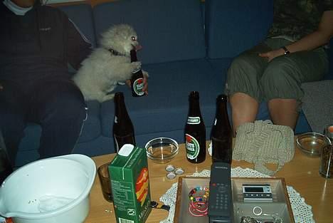 Pekingeser Jensen - Min første øl....... billede 13