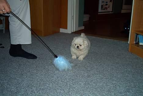 Pekingeser Jensen billede 14