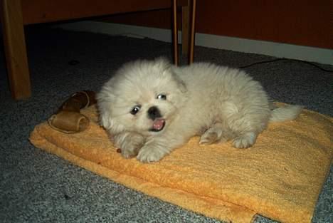 Pekingeser Jensen - Min første dag i mit nye hjem billede 15