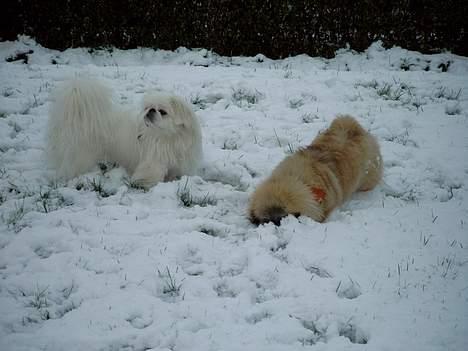 Pekingeser Olsen billede 13