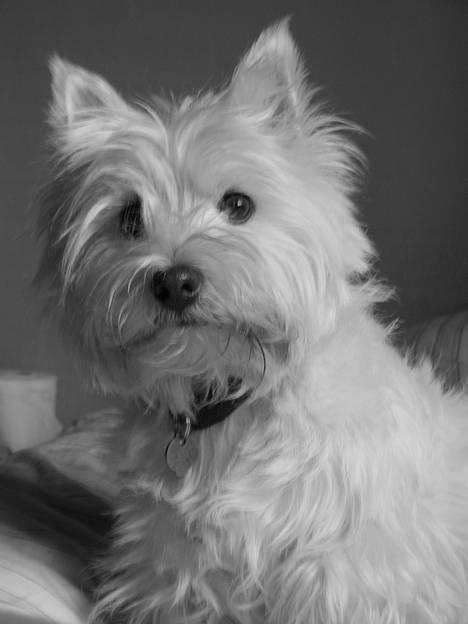 West highland white terrier Bonnie    R.I.P !!! <3 :( - min dejlige bonnie!  billede 1