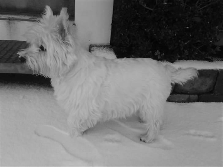 West highland white terrier Bonnie    R.I.P !!! <3 :( - NYT billede 2