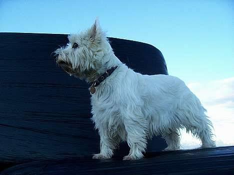 West highland white terrier Bonnie    R.I.P !!! <3 :( - Dejlige Bonnie ! der føgler sig som en smuk dronning oppe på de indpakkede handbalder .! <33 billede 3