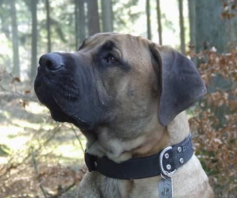 Boerboel BOELSPLAAS KONG ARTHUR - 8 mdr billede 20
