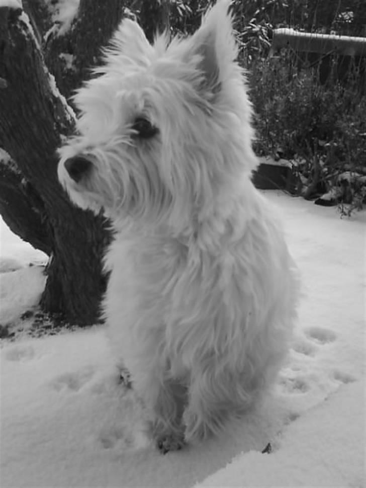 West highland white terrier Bonnie    R.I.P !!! <3 :( - NYT billede 4