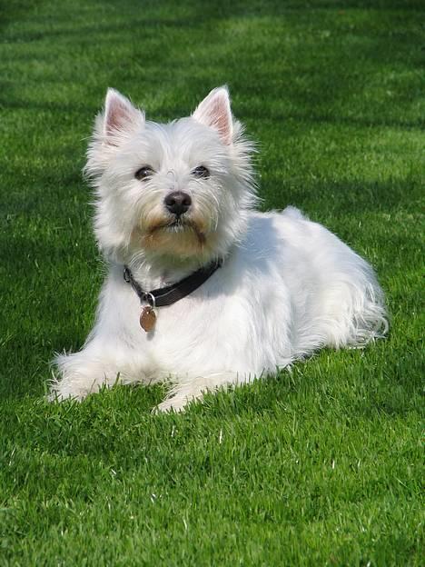 West highland white terrier Bonnie    R.I.P !!! <3 :( - Her er selve Dronningen over alle små TæpeTisserne ! på en dejlig sommerdag ! <33 billede 5