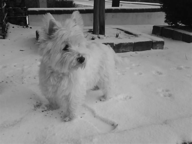 West highland white terrier Bonnie    R.I.P !!! <3 :( - NYT billede 6