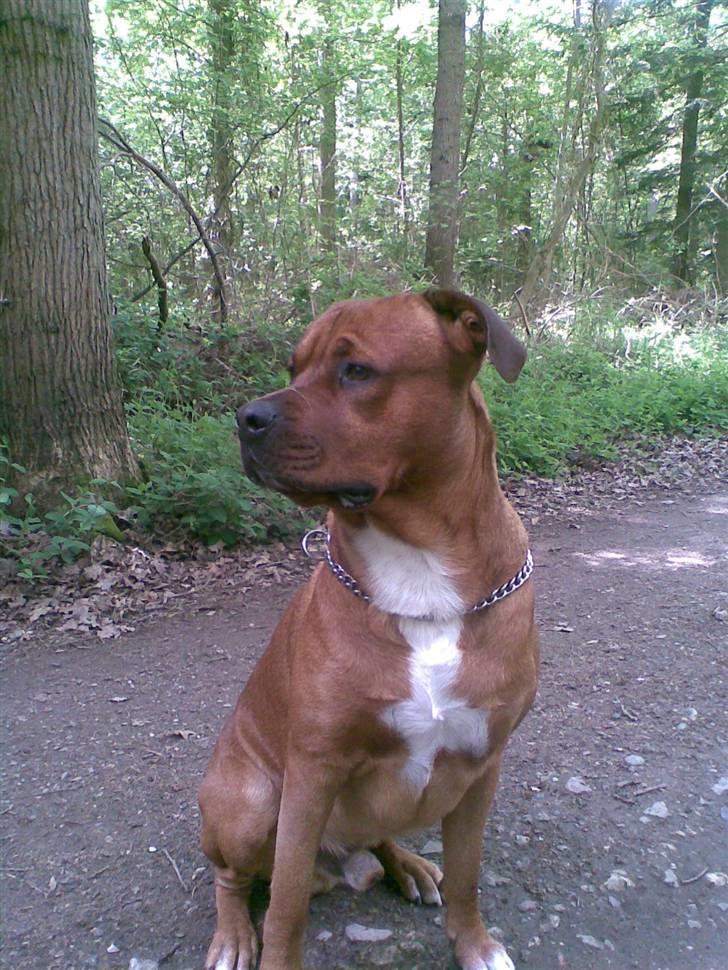 Blanding af racer Kenzo billede 6