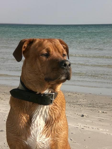 Blanding af racer Kenzo billede 7