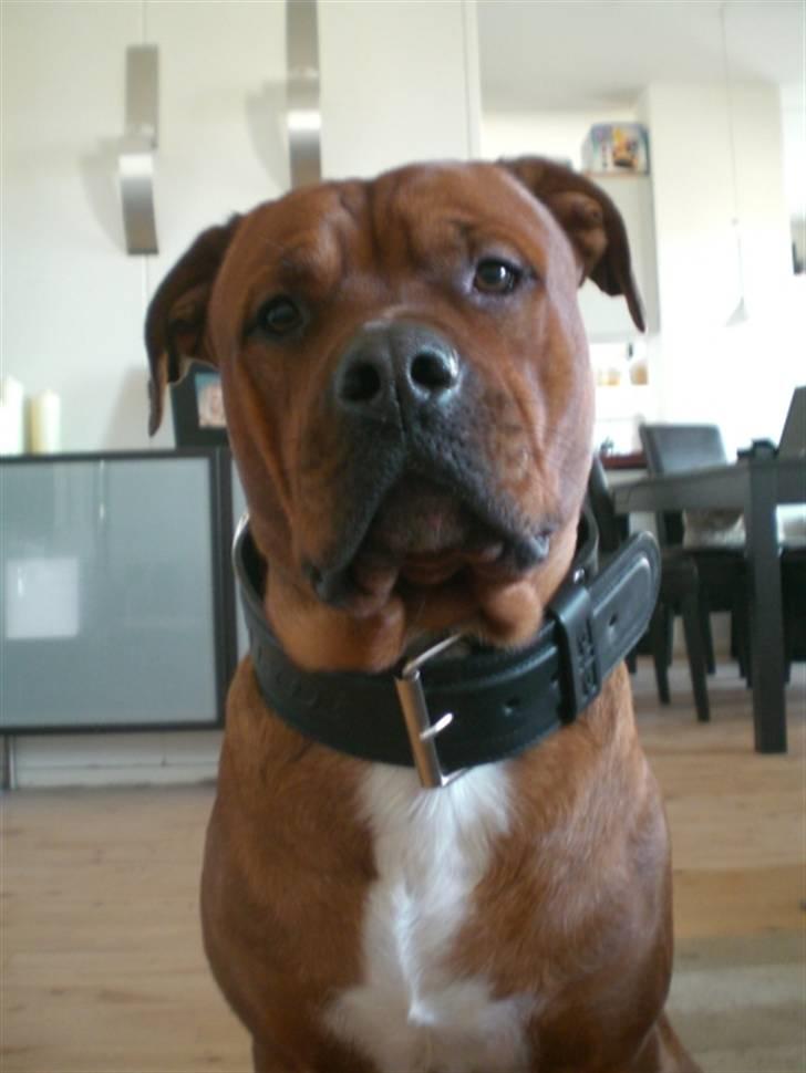 Blanding af racer Kenzo - Bullrot halsbånd han har på, kan kun anbefales at købe, er super lækkert :) billede 8