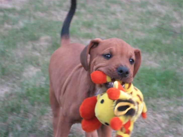 Blanding af racer Kenzo - Kenzo som lille :D  billede 9