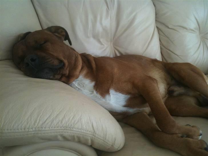 Blanding af racer Kenzo - Og vi snorker !! hehe  billede 10