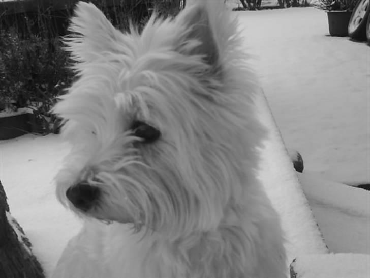 West highland white terrier Bonnie    R.I.P !!! <3 :( - NYT billede 7