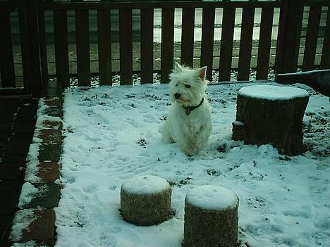 West highland white terrier Bonnie    R.I.P !!! <3 :( billede 8