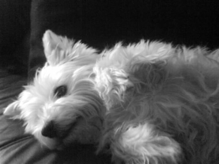 West highland white terrier Bonnie    R.I.P !!! <3 :( - NYT billede 9