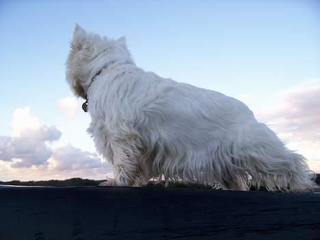 West highland white terrier Bonnie    R.I.P !!! <3 :( - Smuuk ! <33  billede 10