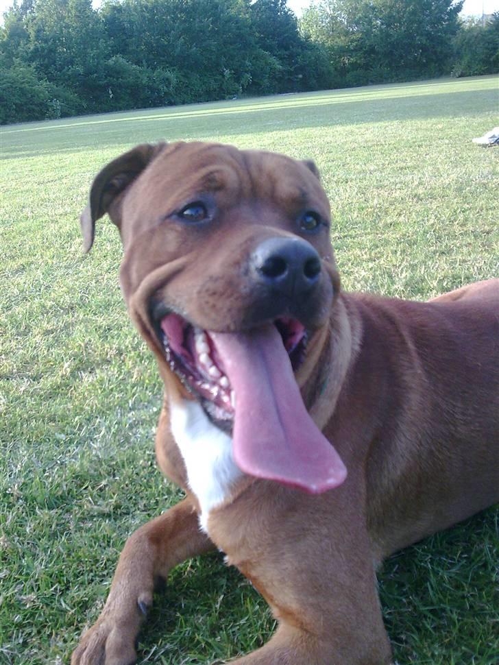 Blanding af racer Kenzo billede 11