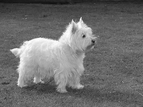 West highland white terrier Bonnie    R.I.P !!! <3 :( - NYT !  billede 11