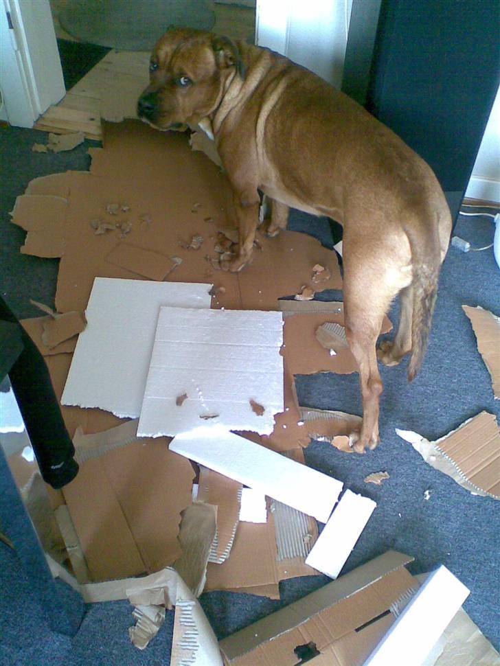 Blanding af racer Kenzo - Sådan ser der ud efter man er væk 8min i kld.. :D (Skal siges han kender forskel på hva han må splitte ad og ikke splitte ad) :) billede 12