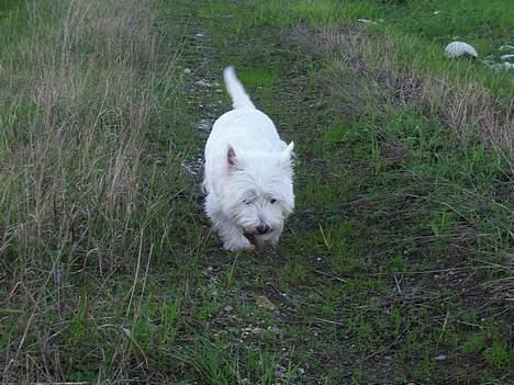 West highland white terrier Bonnie    R.I.P !!! <3 :( - unden snor Jubii *! <33  billede 12