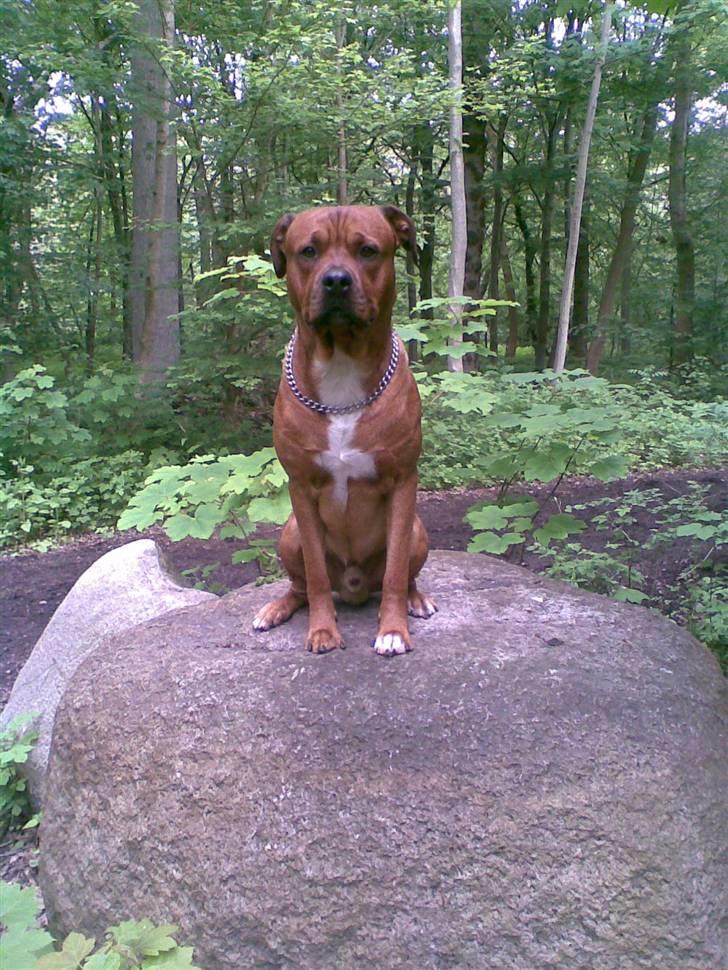 Blanding af racer Kenzo - Kenzo - Oven på en ca 1,50 m høj sten... i kongelunden - han hoppede selv :) billede 13