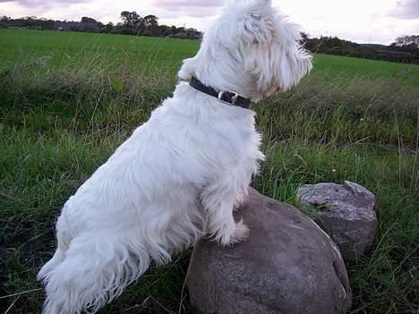 West highland white terrier Bonnie    R.I.P !!! <3 :( - Smuuk som altid ! og nuser !  billede 13