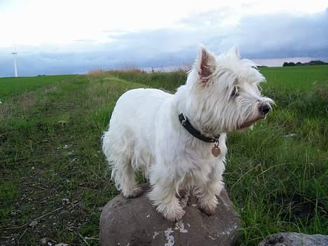 West highland white terrier Bonnie    R.I.P !!! <3 :( - min fotogen ! BONNIE ! <33  billede 14