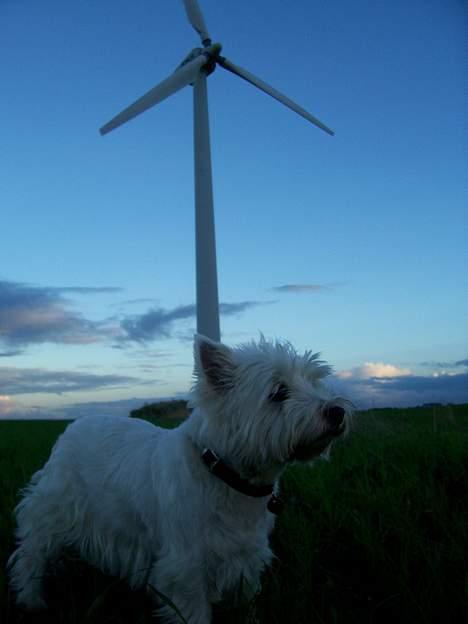 West highland white terrier Bonnie    R.I.P !!! <3 :( - Her er vi nået op til VindMøllen.. mere end 3 kilometer fra vores hus.. ! <33 ja bonnie har nogle gode ben, pg er i go´ form.. !< <33  billede 15