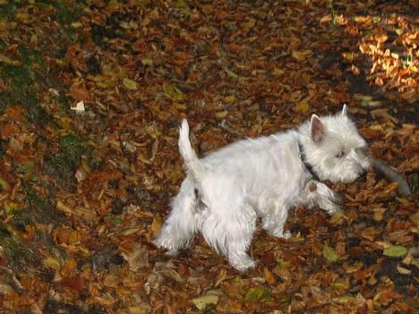 West highland white terrier Bonnie    R.I.P !!! <3 :( - Smu ker Dronningen når vi er i skoven.. ! <33 billede 17