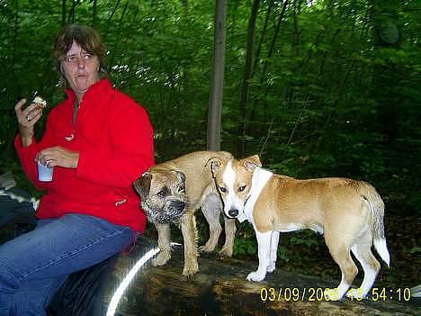 Blanding af racer Tazz - Død 20-02-07 - Milou og Tazz, fra træf billede 17