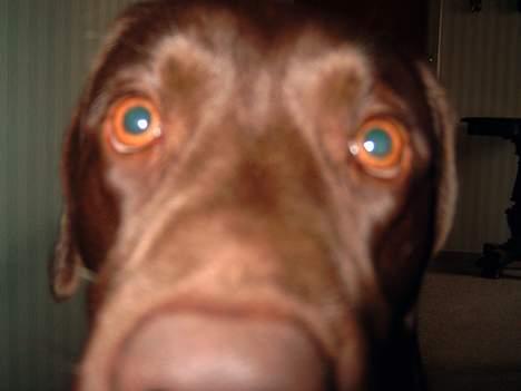 Labrador retriever Cornelius - Men nu er jeg vågen .. Go´morgen .. billede 2