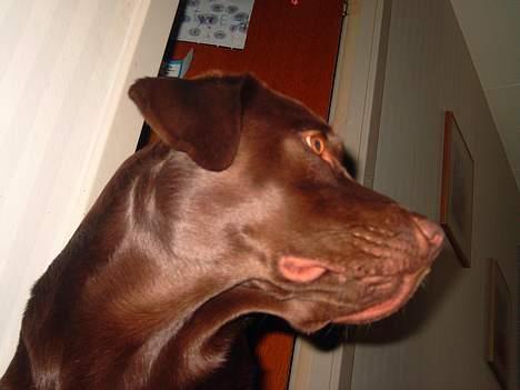 Labrador retriever Cornelius - Hov .. hva var det ?? billede 3