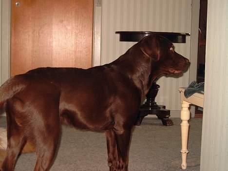 Labrador retriever Cornelius - Jeg tjekker lige !! billede 4