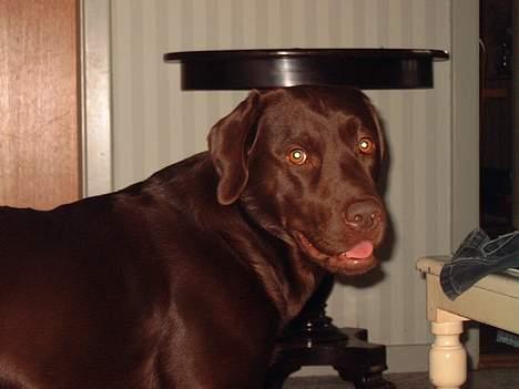 Labrador retriever Cornelius - Ha ha .. Der var iik noget .. Det var bare postmanden ..  billede 5